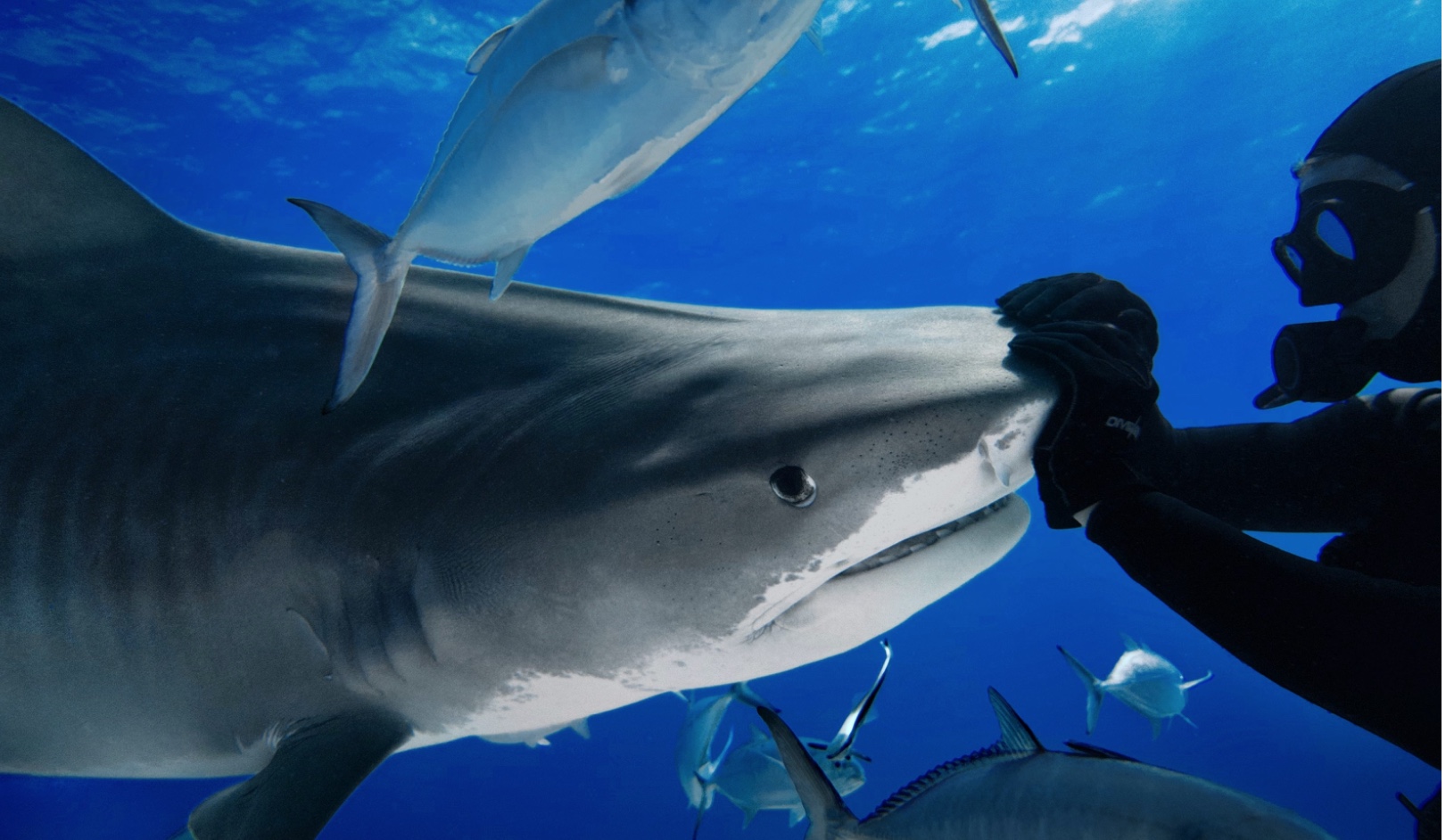 Redirecting the Shark